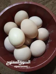  1 بيض ابو ركبيه 16 بيضه سعر 10كلهن