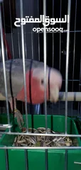  5 كوكاتو قالا  حجل ذهبي  < ، toto> بالصلاه ع النبي
