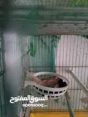  4 جوز حمام قلاب لوت نخب للبيع