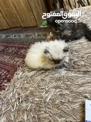  1 متاح العدد 7 بسس هملايا مكس شنشيلا  بوكلن دراي فوت أو لتر بكس اكل بيت موجودات اب طبربور عمان 0799085