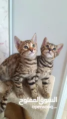  1 Bengal males kittens