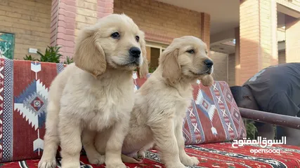  21 للبيع جراوى جولدن ريتريڤر بيور - for Sale puppies Golden retriever