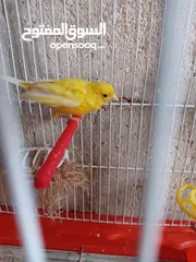  4 أنثى ليموني شغاله معبيه بدها تبيض مع قفص 3  مخاليف كنار الأنثى ليموني عمر 5 أشهر مع قفص السعر 9