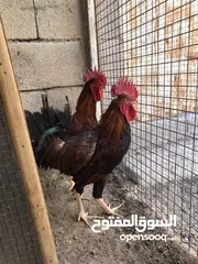  3 ديوچة شمسي العدد 2 اقره التفاصيل