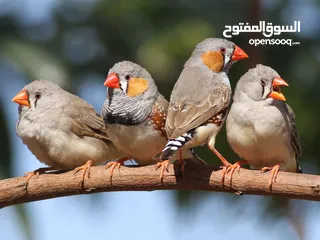  1 مطلوب عصافير جنة / زيبرا تبني بسعر طري وبحالة جيدة والله يسعد الجميع