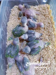  6 يتوفر ببغاء اليف زق يدوي  لوري اليف قرين شيك الي كوكتيل اليف  دره اليف  روز اليف  فشر اليف  حب اليف