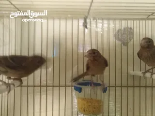  18 طيور كناري لون مخملي  للبيع المستعجل ( اقرأ الوصف جيدا )