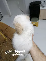  6 انثى فرنش تيرير عمر شهرين   puppy 2-months female - French Terrier