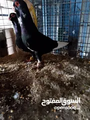  1 جواز وحبات فلت نخب