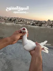  5 طيوور حمام للبيع بسعر مناسب تنظيف سطح