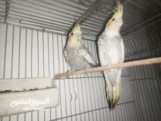  9 مخاليف كوكتيل عمر شهرين صحه ونظافة شغل تدريب