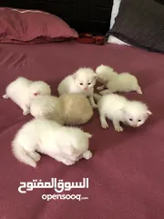  5 Cat baby Persian