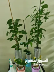  3 Money Plant and Calamansi Plant