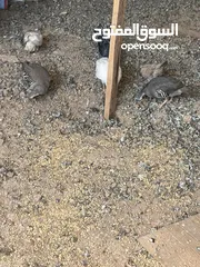  1 موجود  حجل للبيع