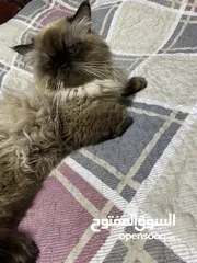  1 قط هملايا أصلي