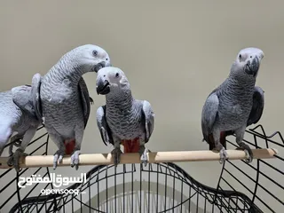  3 Talking African Grey Parrots