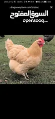  9 مطلوب دجاج من نفس النوع الظاهر بل صورة للتواصل عل خاص _________________________