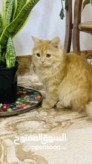  1 قطه شيرازي