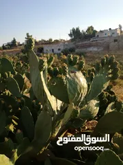  17 مزرعة مع بيت لقطة للبيع