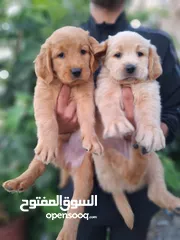  2 جراء جولدن مستوى عالي جدا