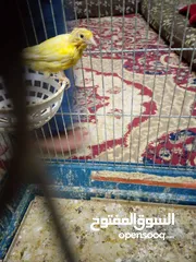  9 كنارات وكوكتيل