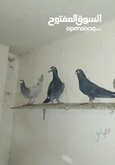  1 15 حبه كوم ريش طيور حمام عسكريات سعرهم 25