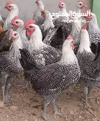  1 اقره الوصف