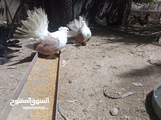  3 حمام عرايس وفانتيل وسنتلايت