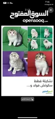  6 كلب لولو فوكس ذكر عمر سنه نضيف وا لا وب مع الأطفال و المهم ذكر الله