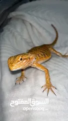  3 7 month old bearded dragon healthy and very friendly - بيردد دراقون عمره 7 شهور و صحته ممتازه