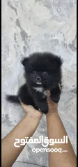  11 Mini Pomeranian Male puppy