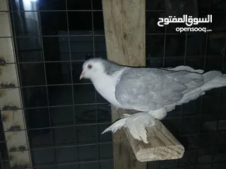  5 كوم كامل للبيع  دينارين ونص الحبه زق وكش الفحول كلها كش
