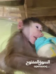  2 قرد ماليزي نادر للبيع