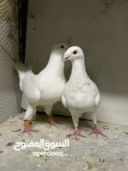  2 جواز حمام للبيع