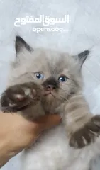  3 هيمالايا شوكلت
