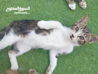  1 قطط أناثي للبيع