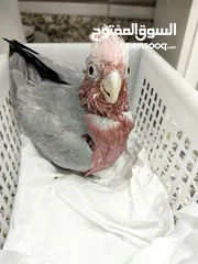  1 cockatoo galah