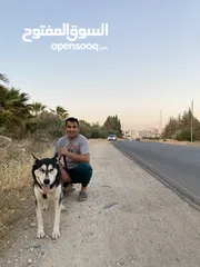  4 كلب هاسكي انثى حامل