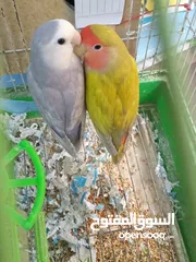 5 جوزين روز وجوز كوكتيل وذكر درة اليف طوق كامل