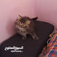  7 ما شاء الله تبارك الله ..... مجموعة من الكتنز بأنوع مختلفة .... .. (موجود تفاااصيل اكتر بالوصف) ..