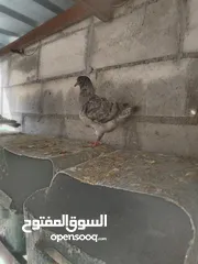  2 فرخين كنج مودينا لون مميز