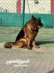  12 جيرمن شيبرد
