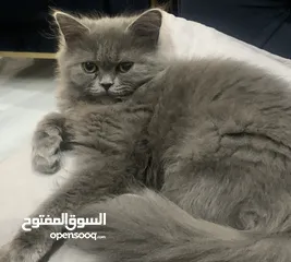  4 قطة فارسية 3شهور