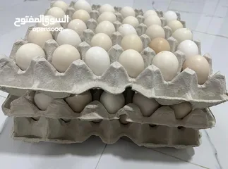  3 بيض دجاج للبيع