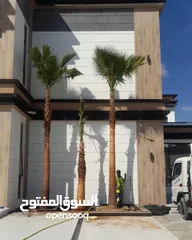  12 washingtonia palms , Date palms of all sizes available with delivery and planting in uae