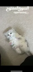  1 قطة للبيع انثى ، العمر شهرين ، تحب تلعب