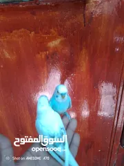  5 متاح جوز حب وحبه كوكتيل للبيع اقرا التفاصيل جيدا