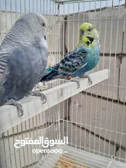  2 طيور الحب فحله 2 انصاص فول نضافه وصحه طيني بيهن سعر بل عافيه