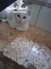  9 قططط من نوع سيامي ذكر و انثى