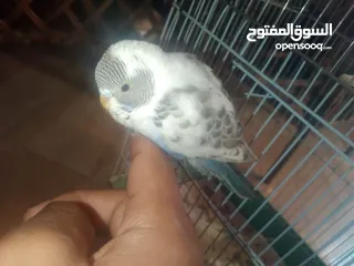  8 عصافير حب بادجي 2 مع القفص